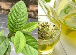 Có nên uống nước lá ổi mỗi ngày? Cách nấu an toàn, hiệu quả