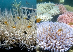 Giới khoa học cảnh báo nguy cơ tẩy trắng rạn san hô Great Barrier