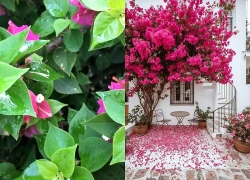 Hoa giấy chỉ tốt lá mà mãi không nở hoa? Làm cách này cây bung nụ dày đặc, hoa nở rực rỡ quanh năm
