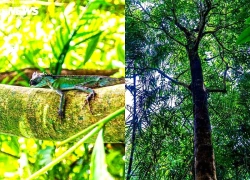 Lạc giữa đại ngàn đất mỏ Quảng Ninh, chạm vào 'báu vật xanh' hàng trăm năm tuổi