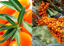 Lý do hắc mai biển được ví là 'kho dưỡng chất' hỗ trợ làm đẹp da