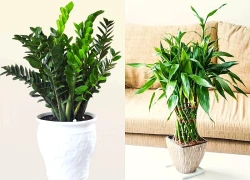 Nhà giàu thường trồng 3 loại cây này trong phòng khách: Không chỉ đẹp mà còn chiêu tài, đón vượng khí, hút tài lộc