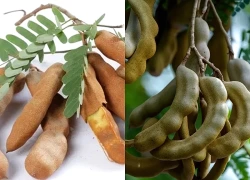 Quả me: Loại quả dân dã giàu dinh dưỡng, tốt cho tim mạch và hệ tiêu hóa