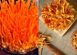 Tác dụng của đông trùng hạ thảo không phải ai cũng biết