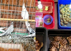 Tây Ninh khởi tố vụ nuôi nhốt hơn 100 động vật hoang dã trái phép