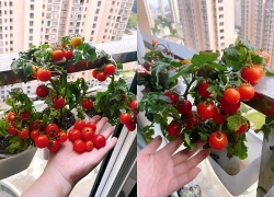 Từng trồng "cây nào chết cây đó", người phụ nữ bất ngờ thu hoạch cà chua mỗi ngày nhờ thay đổi đúng một điều