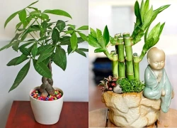 2 loại cây nhà giàu thường đặt trong nhà để chiêu tài, hút lộc: Có 1 chậu cũng giúp không gian thêm vượng khí