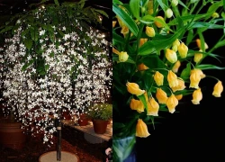 3 cây cảnh quý tộc giúp chiêu tài, rước lộc: Nhà giàu rất thích trồng