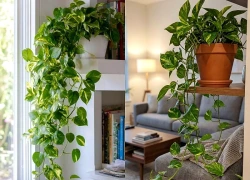 4 vị trí tốt nhất để trồng cây trầu bà