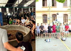 Bắt nhiều người tại điểm cá cược đá gà quy mô lớn ở Lạng Sơn