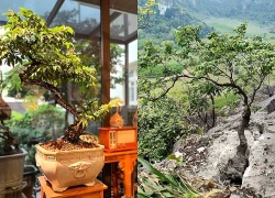 Công an Hưng Yên tìm bị hại vụ lừa bán cây muội hồng trên mạng