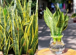 Hiểu đúng về cây lưỡi hổ: Cách trồng, chăm sóc và ý nghĩa phong thủy cần biết