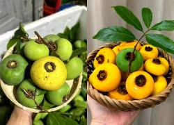 Loại quả gắn với tuổi thơ vào mùa nhưng nhóm người này không nên sử dụng