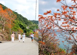 Rực rỡ mùa hoa ngô đồng Cù Lao Chàm