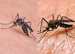 Số ca nhiễm virus Tây sông Nile gia tăng khắp châu Âu