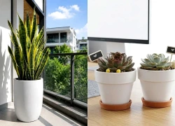 5 cây chịu hạn dễ trồng cho mùa hè