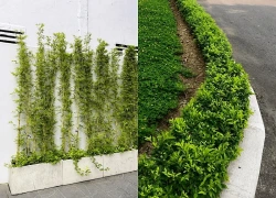 5 cây trồng hàng rào sân vườn đẹp