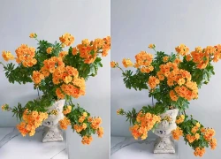 Cây hoa trường thọ mẹ trồng 5 năm bất ngờ nở rộ, dân mạng nhìn dáng cây liền muốn mua thêm một chậu