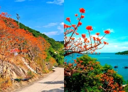 Ngô đồng đỏ gọi mùa về nơi đảo