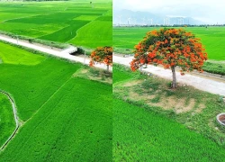 Vẻ đẹp cây phượng cô đơn rực đỏ giữa đồng lúa Khánh Hòa