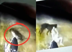 Truy tìm con chó 20kg lao vào tấn công bé trai 6 tuổi ở Đồng Nai