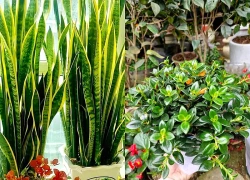 3 cây cảnh lá vàng vừa đẹp vừa hút tài lộc, được ví như 'cây mạ vàng' cho không gian sống