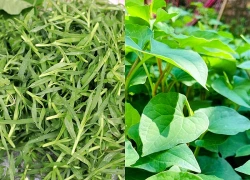 9 loại cây là vị thuốc giúp giải độc, mát gan hiệu quả