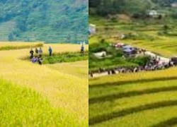 Vì một miền quê đáng sống: Sín Chéng mùa vàng ngân vang tiếng khèn