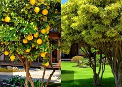 4 cây cảnh bậc thầy xua đuổi tà khí của phòng khách, trồng một cây, gieo phúc lành, giữ tài lộc