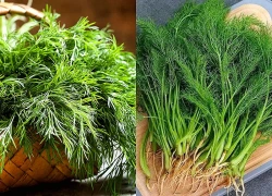 5 công dụng bất ngờ của thì là, người béo phì chớ bỏ qua