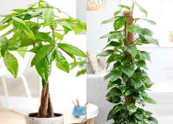 Bỏ túi 5 ‘cây vàng’ phong thủy được ưa chuộng nhất năm 2026