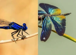 Ngày sinh Âm lịch của người sở hữu cả sự khôn ngoan lẫn tài lộc