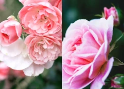 Tháng sinh Âm lịch của người luôn mang năng lượng tích cực, hiếm khi bi quan trước cuộc đời