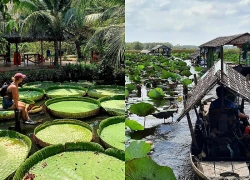 10 điểm khám phá sông nước miền Tây ngoài cồn Thới Sơn