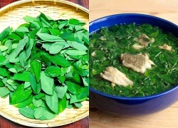 Cây này chỉ ăn lá, vitamin C gấp rất nhiều lần rau thường, nấu canh hay luộc đều ngon, được ưa chuộng vào mùa hè