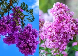 Chia buồn với 3 con giáp VẬN TRÌNH ĐI XUỐNG, tiểu nhân vây quanh, tiền tài thiếu kém, cuộc đời buồn phiền trong 3 ngày tới