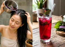 Dùng lá tía tô thế nào để hỗ trợ làm đẹp da, mượt tóc?