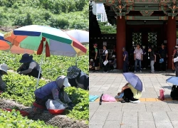 Hàn Quốc ban hành cảnh báo nắng nóng cao nhất tại thủ đô Seoul