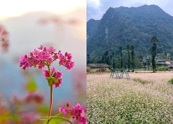 Mùa hoa Tam giác mạch tạo sức hút du lịch ở Cao nguyên đá Tuyên Quang