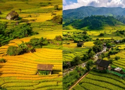 Mùa lúa vàng rực gây 'sốt' ở Nậm Cang nhìn từ trên cao