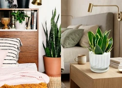 Vì sao ngày càng nhiều người thích để cây lưỡi hổ trong phòng ngủ?