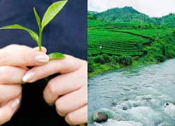 Xanh mướt La Bằng