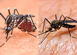 Israel ghi nhận ca tử vong đầu tiên do virus Tây sông Nile