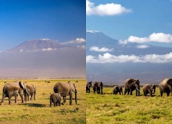 Kenya lo nông sản nhiễm độc sau cái chết của 15 con tại vườn quốc gia Amboseli