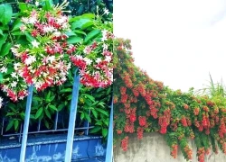 Người trồng sử quân tử nên đặc biệt lưu ý điều này kẻo 'rước họa' vào người