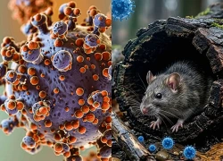 Pháp ghi nhận ca nhiễm mới virus Hanta chủng Andes
