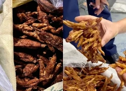 Phát hiện hơn 8,7 tấn chân gà không rõ nguồn gốc ở Quảng Ninh