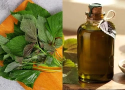 3 lợi ích của dầu tía tô với người ăn kiêng, giảm cân