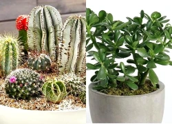 4 loại cây vừa dễ sống vừa mang ý nghĩa 'trấn nhà, hút tài lộc' được nhiều gia đình yêu thích