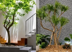 5 cây trồng giếng trời hợp phong thủy nhà ở